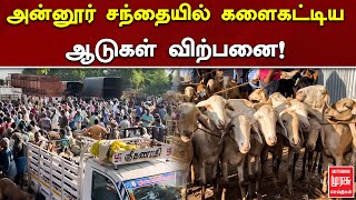 அன்னூர் சந்தையில் களைகட்டிய ஆடுகள் விற்பனை! | Annur | Goat Sales | Malai Murasu Seithigal