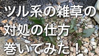 【ヤブカラシ】ツル系の雑草の対策[2019/10/28]VLOG (チャプターあり)