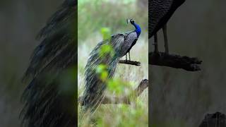 மயில் பற்றி உங்களுக்கு தெரியாத ஆச்சரியமான உண்மைகள்! |Fact about peacock| #shorts #short