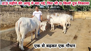 थारपारकर और हरियाणा नस्ल की शानदार गायों का चलचित्र। Beautiful Tharparkar and Haryana Desi Cows