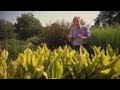 Growing Cannas | At Home With P. Allen Smith