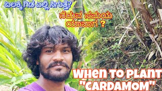 when to plant cardamom/ಏಲಕ್ಕಿ ನೆಡುವುದು ಯಾವಾಗ/+919481493872