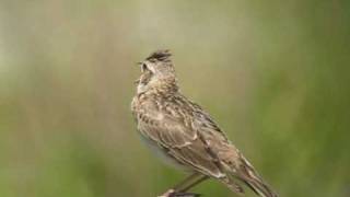 野鳥辞典／鳥の動画／雲雀（ヒバリ）の鳴き声