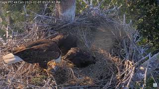 Bald Eagle - Captiva Eagle Cam - Connie \u0026 Clive 07.02.2025 17:01