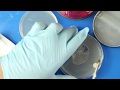 Cloning wild mushrooms on agar plates