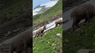 Wunderschön diese Steinbockherde🙏🙏mein Kanal🫶Bergwelt Schweiz🇨🇭🍀🇨🇭💫