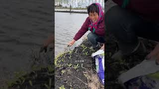 带我妈去挖野菜 挖菜真的有瘾，我妈天天挖菜也挖不够，她不光喜欢挖菜，还喜欢把挖来的菜送人，自己吃不吃无所谓，就是得挖，哈哈#大自然的馈赠 #我的乡村生活 #挖野菜