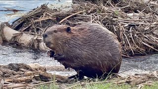 Beaver ASMR \u0026 Park Ambience