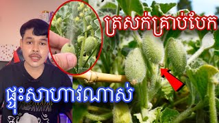 មកស្គាលត្រសក់ផ្ទុះ គ្រាន់តែប៉ះផ្ទុះដូចមីស៊ីល l mr.veasna