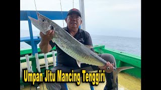 Umpan Jitu Untuk Mancing Tenggiri!