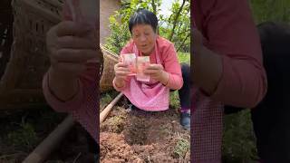 মাটি খুঁড়তেই টাকা বেরিয়ে এলো | Money came out while digging the ground.#vairalshort #vairalvideo