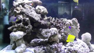 Marine tank 6 foot