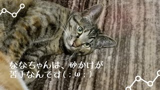 トイレの砂かけが苦手な、ななちゃん【閲覧注意】【可愛い猫】【保護猫】