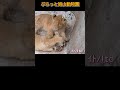 イトレイのじゃれ合い 旭山動物園オリトイオのライオンファミリー shorts zoo lion animals