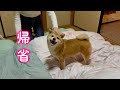 ママの実家に帰省すると誰よりもはしゃいで大喜びする柴犬が可愛い