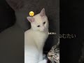 足元用暖房で猫たちに一悶着あったようです　 shorts catvideos 猫 cat 白猫 キジトラ猫 保護猫 ねこのいる暮らし ペット