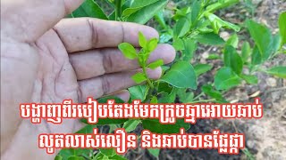 បង្ហាញពីរបៀបតែងមែកក្រូចឆ្មា អោយឆាប់លូតលាស់លឿន និងឆាប់បានផ្លែផ្កា