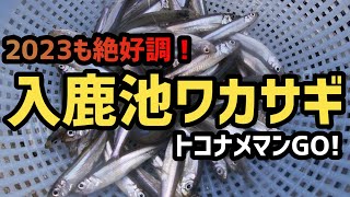 【2023 入鹿池 ワカサギ釣り！】　今年も絶好調！　ナイスサイズ連発！