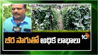 Ridge Gourd Cultivation| Matti Manishi | బీర సాగుతో అధిక లాభాలు | 10TV News