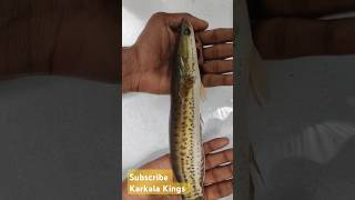 Biggest size channa diplogramma neela vaha Malabar snakehead fish in aquarium india 🐠 #fish #shorts