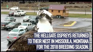 2018 Hellgate Osprey Cam Highlights