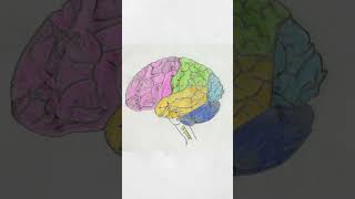 Human Brain drawing | How to draw Human brain | drawing easy | super easy drawing | handwriting