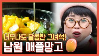 너무나도 달콤한 그녀석! 남원 애플망고 | 투데이전북 | KBS전주