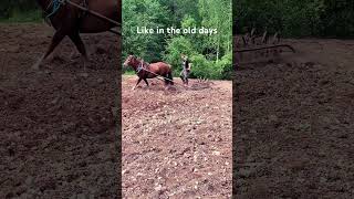 Workhorse  #workhorse #arbetshäst #tilling #harrowing  #työhevonen #suomenhevonen #horse #hevonen