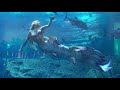 Mermaid Show in Dubai Mall Aquarium