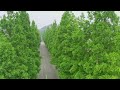 zhushan village s enchanting metasequoia a roadside journey to fairyland 🌲✨