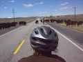 cow video.avi