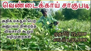 வெண்டைக்காய் சாகுபடி | Ladies Finger Cultivation | வெண்டை அறுவடையின் முழு விவரம் | vendai sagupadi