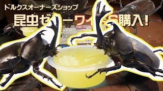 格安ワイドゼリーは大きなカブトムシに食べやすいよ(＾◇＾)!! DOS BEETLES Jelly OPEN!