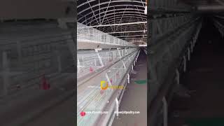 install A type chicks cage pullet cage  in poultry farm