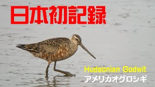 日本初記録!　アメリカオグロシギ/Hudsonian Godwit