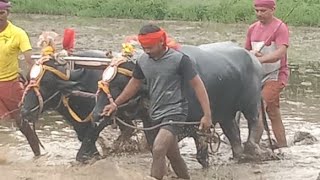 Venur Moodukodi kaati + kolkare irvathur raaje | kambala | #kambala