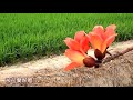 2015白河林初埤 木棉花道 全球十五條最美花海街道 bombax ceiba flower