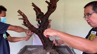 Tips sa POSITIONING at PAGTATANIM ng BONSAI,