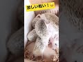 ハリネズミの赤ちゃん27日目👶🦔壮絶！