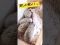 ハリネズミの赤ちゃん27日目👶🦔壮絶！