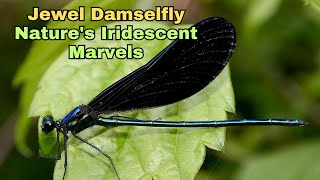 Enchanting World of the Jewel Damselfly: Nature's Iridescent Marvels