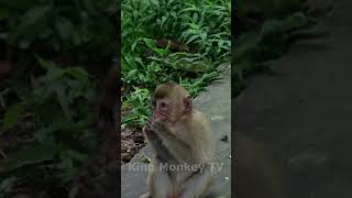 Monkey funny videos #1131 #shorts#shortvideo#short #viral#monkey  #reels2023