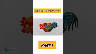 How do chickens mate #chicken #mate #egg #cross   Part 1