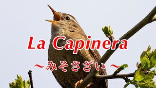 La Capinera｜みそさざい ｜イタリア歌曲