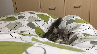 起こし方が雑になった猫 ノルウェージャンフォレストキャットHow to wake up is Roughly.Norwegian Forest Cat.