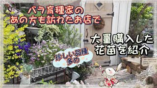 【ガーデニング】バラ育種家のあの方も訪れたお店で、大量購入した花苗を紹介(珍しい品種多め)