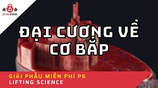 Series Giải Phẫu Thể Thao - Phần 6 | Đại cương về cơ bắp - Cách cơ bắp hoạt động trong thể thao