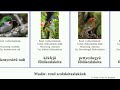 madár rend szalakótaalakúak földiszalakóta bird todi todifélék coraciiformes szalagos szélescsőrű