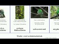 madár rend szalakótaalakúak földiszalakóta bird todi todifélék coraciiformes szalagos szélescsőrű