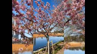 櫻花 20分鐘放鬆音樂 Cherry blossoms 20 mins relaxing music 桜の花 20分 リラックスできる音楽#Cherryblossoms #relaxingmusic